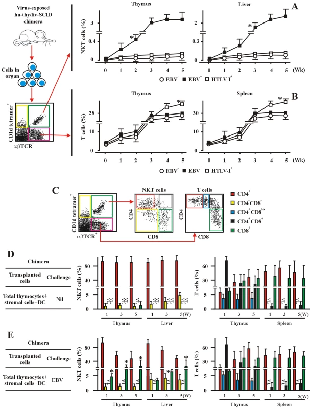 EBV promotes CD8<sup>+</sup> NKT cell development <i>in vivo</i> in hu-thy/liv-SCID chimeric mice.