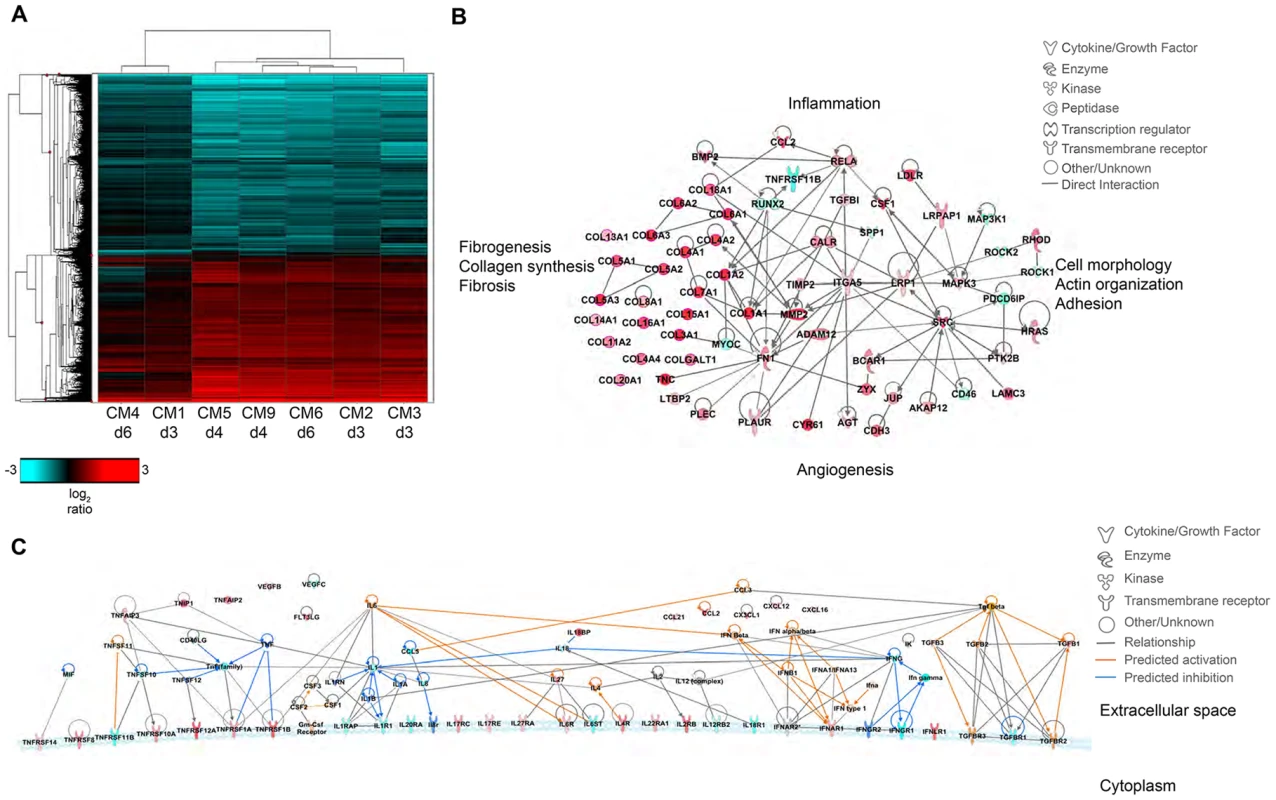 Transcriptional signatures of MERS-CoV infection in marmoset lungs.