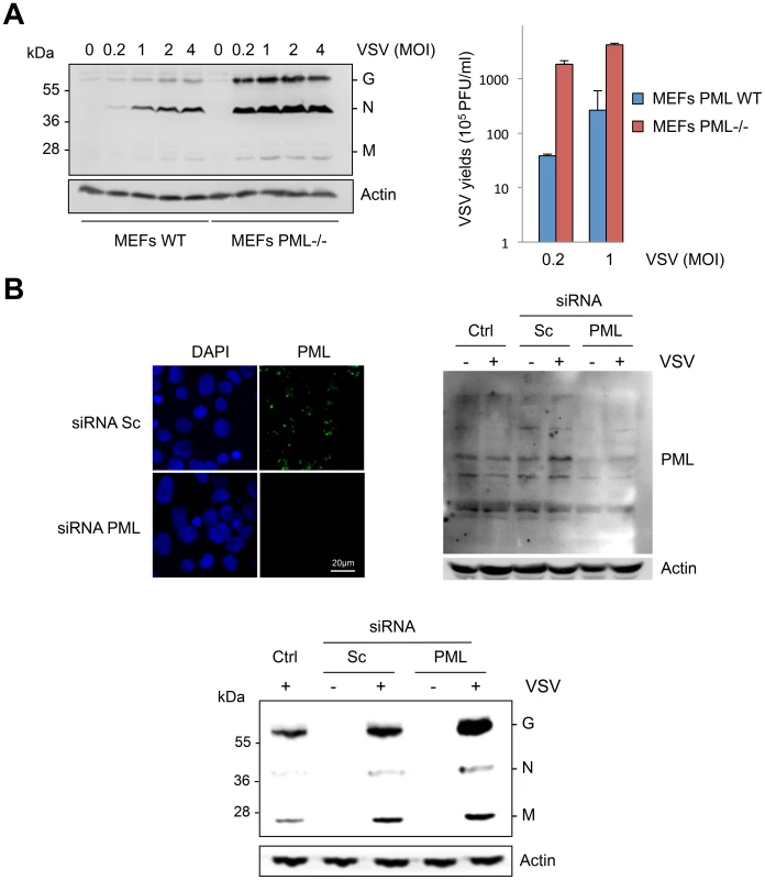 Cells are more susceptible to VSV infection in the absence of PML.