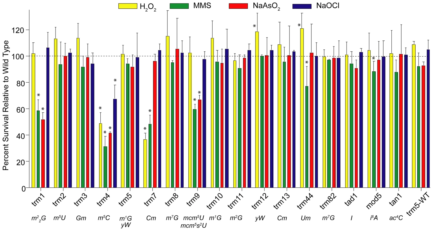 Phenotypic analysis of cytotoxicity induced by MMS, NaOCl, H<sub>2</sub>O<sub>2</sub>, and NaAsO<sub>2</sub> in yeast mutants lacking <i>trm</i> tRNA methyltransferase and other modification genes.
