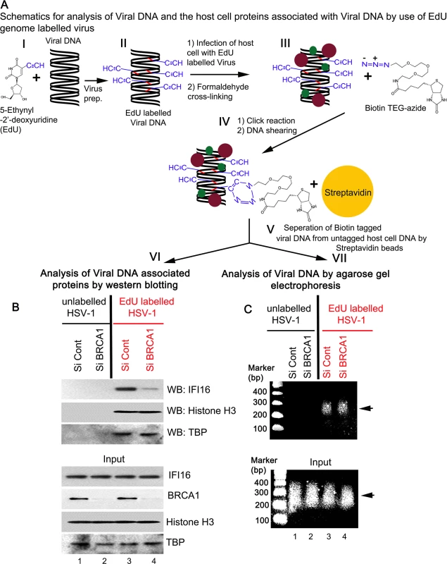 Analysis of viral DNA associated host cell proteins by viral DNA mediated chromatin pull down after <i>de novo</i> infection with EdU genome labeled HSV-1.