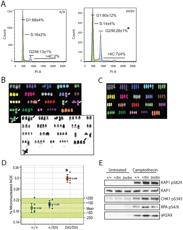 Genomic instability is associated with abnormal ploidy of <i>Cenpj<sup>tm/tm</sup></i> cells rather than an impaired DNA damage response.