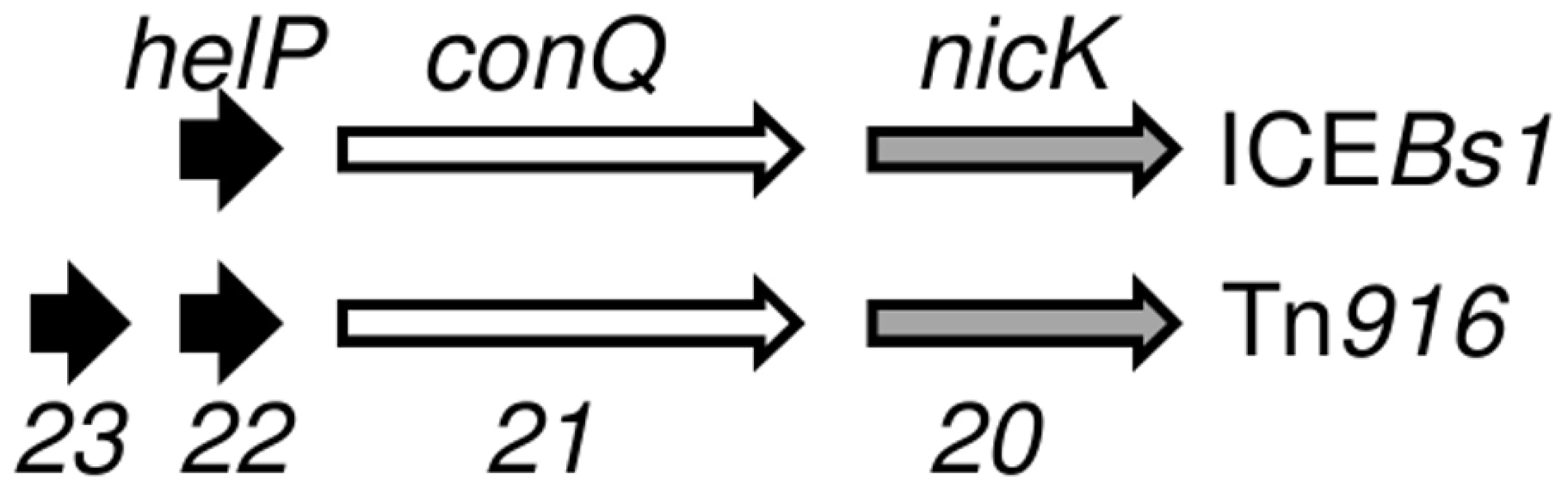 Organization of genes for HelP, ConQ (coupling protein) and NicK homologues in ICE<i>Bs1</i> and Tn<i>916</i>.