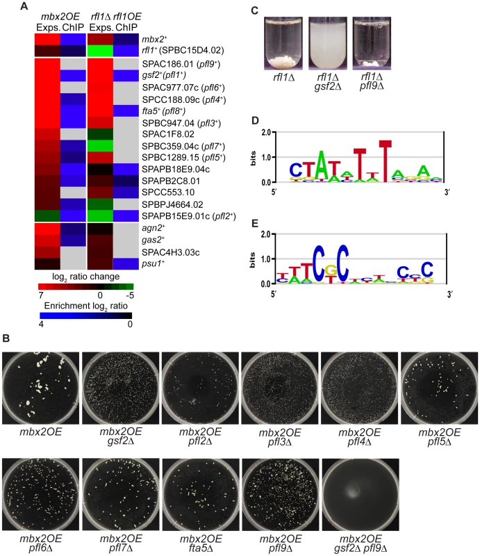 Transcriptional regulation of putative flocculin genes by Mbx2 and Rfl1.
