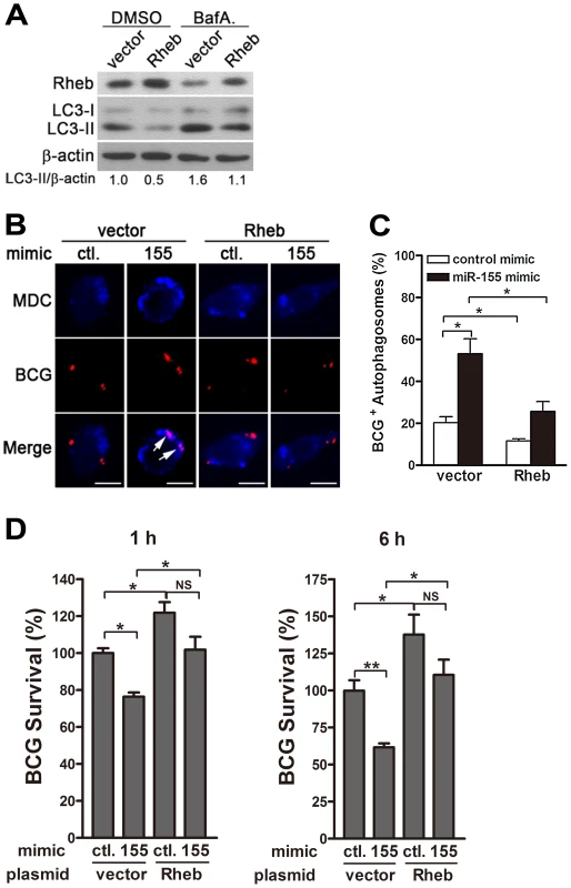 miR-155-induced autophagy promotes the co-localization of BCG with autophagosomes by suppressing Rheb expression.