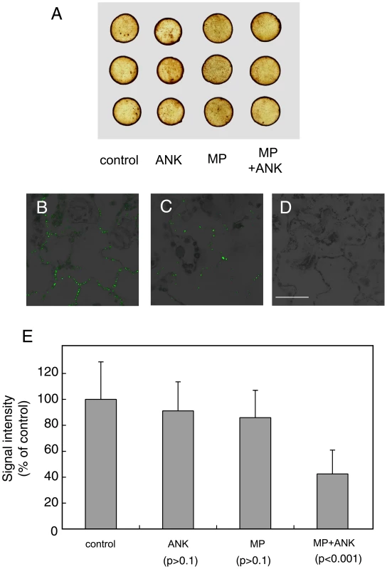 Effects of coexpression of ANK and MP on the content of ROS and callose in plant tissues.