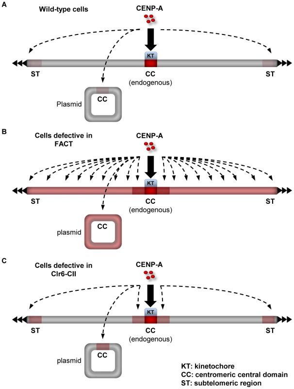 Summary on the role of factors that promote the integrity of H3 chromatin during transcription in preventing promiscuous CENP-A<sup>Cnp1</sup> deposition.