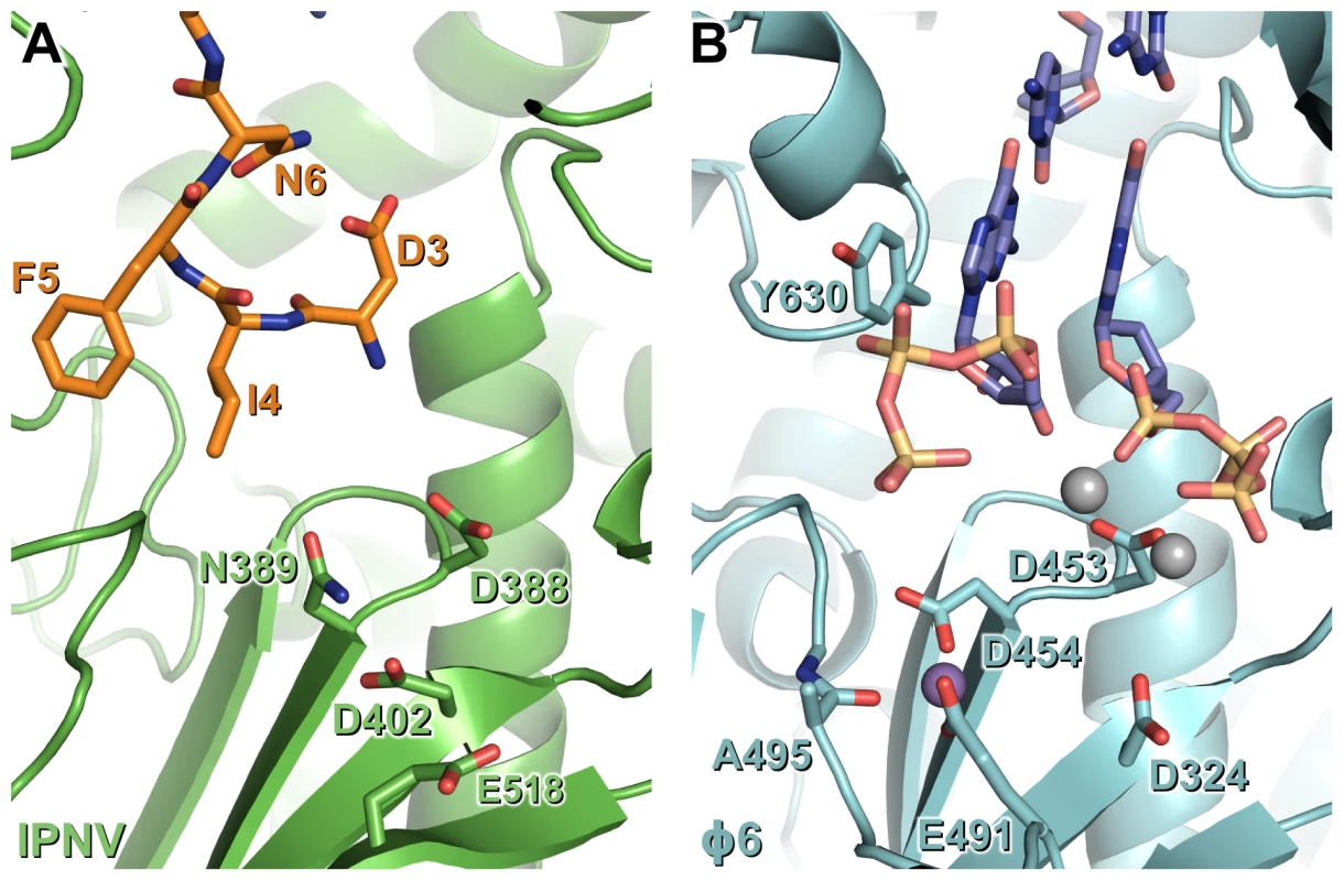 N-terminal tail binding at the active site of IPNV VP1 resembles the nascent daughter strand of a viral polymerase initiation complex.