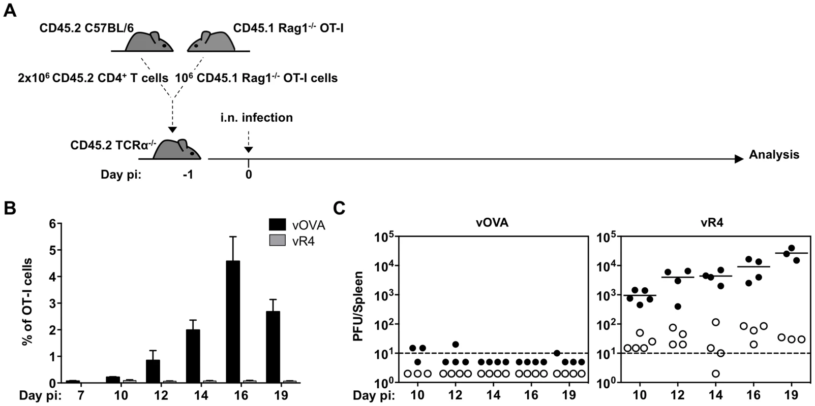 vOVA infection of TCRα<sup>−/−</sup> mice reconstituted with CD4<sup>+</sup>/OT-I T cells elicits a strong OT-I response and suppression of splenic colonization.