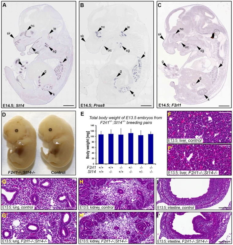 Loss of PAR-2 and matriptase does not affect development of the embryo proper.