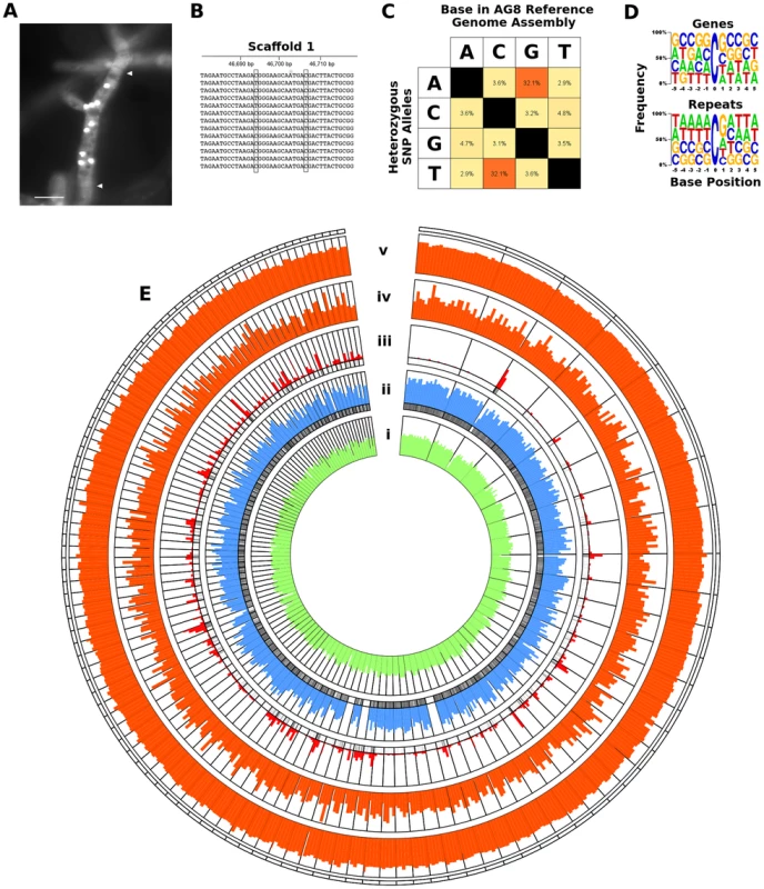 RIP-like mutation was observed across repetitive and gene-encoding regions of the <i>R. solani</i> AG8 assembly.
