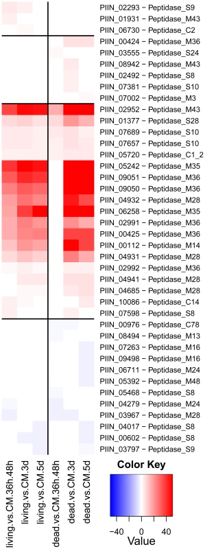 Differentially regulated <i>P. indica</i> peptidases.