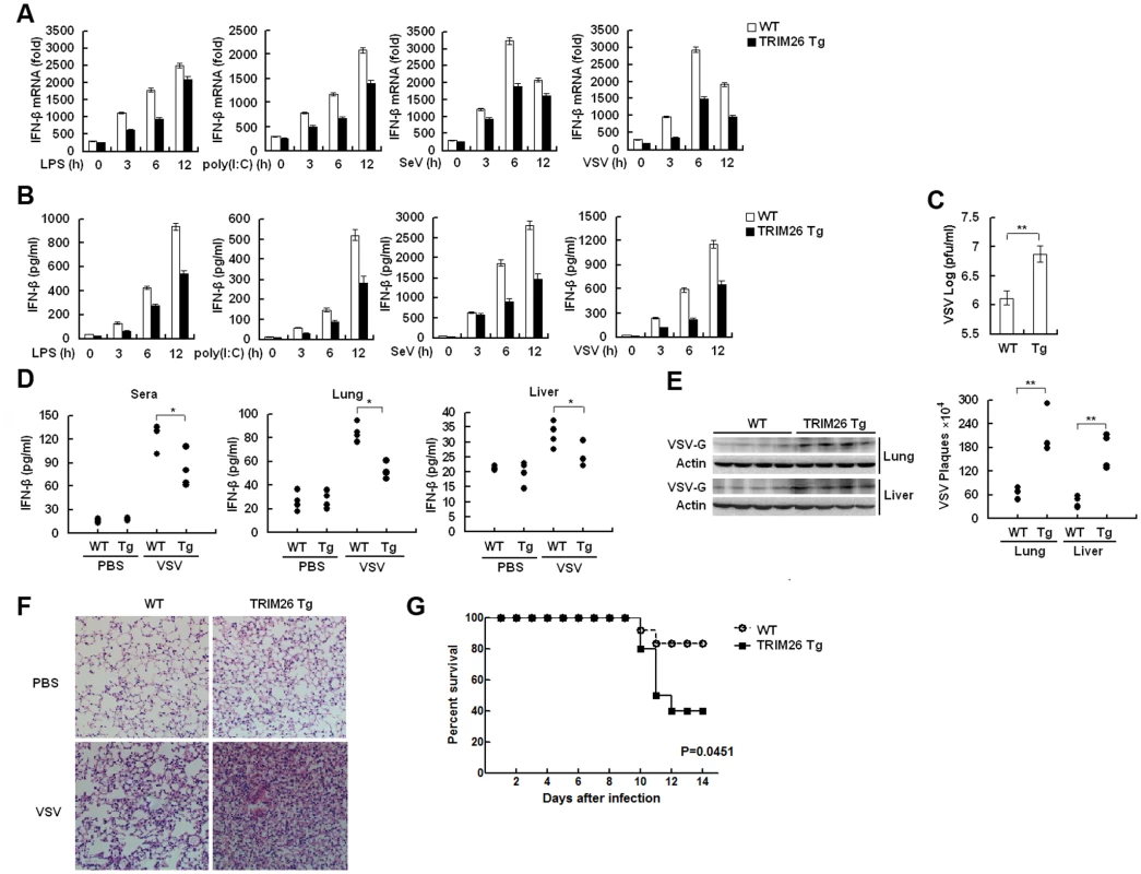 Impaired IFN-β signaling and antiviral responses in TRIM26 transgenic mice.