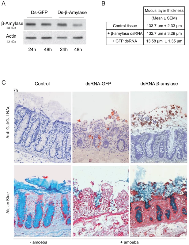 Depletion of ß-amylase in HM1:IMSS trophozoites prevent mucus layer degradation.