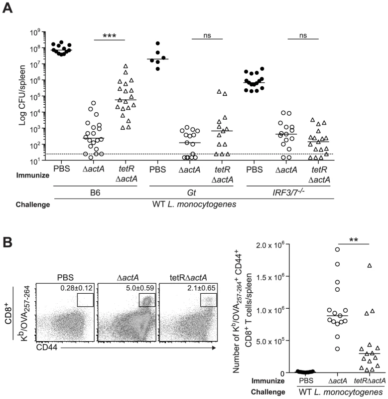 Immunization with a c-di-AMP hyper-secreting strain of <i>L. monocytogenes</i> reduces CD8<sup>+</sup> T cell expansion and protective immunity following challenge.