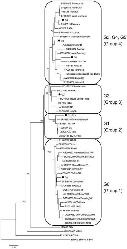 Evolutionary tree of RHDV strains and non-pathogenic rabbit calicivirus strains (RCV, RCV-A1 and MRCV) according to nucleotide sequences of the gene encoding the capsid protein VP60.