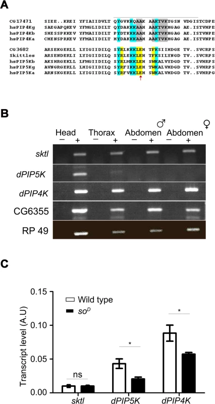 PIP kinase genes in <i>Drosophila</i> genome.