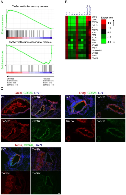 Deregulation of Zeb-1 pathway in the inner-ears of Twirler mutant mice.