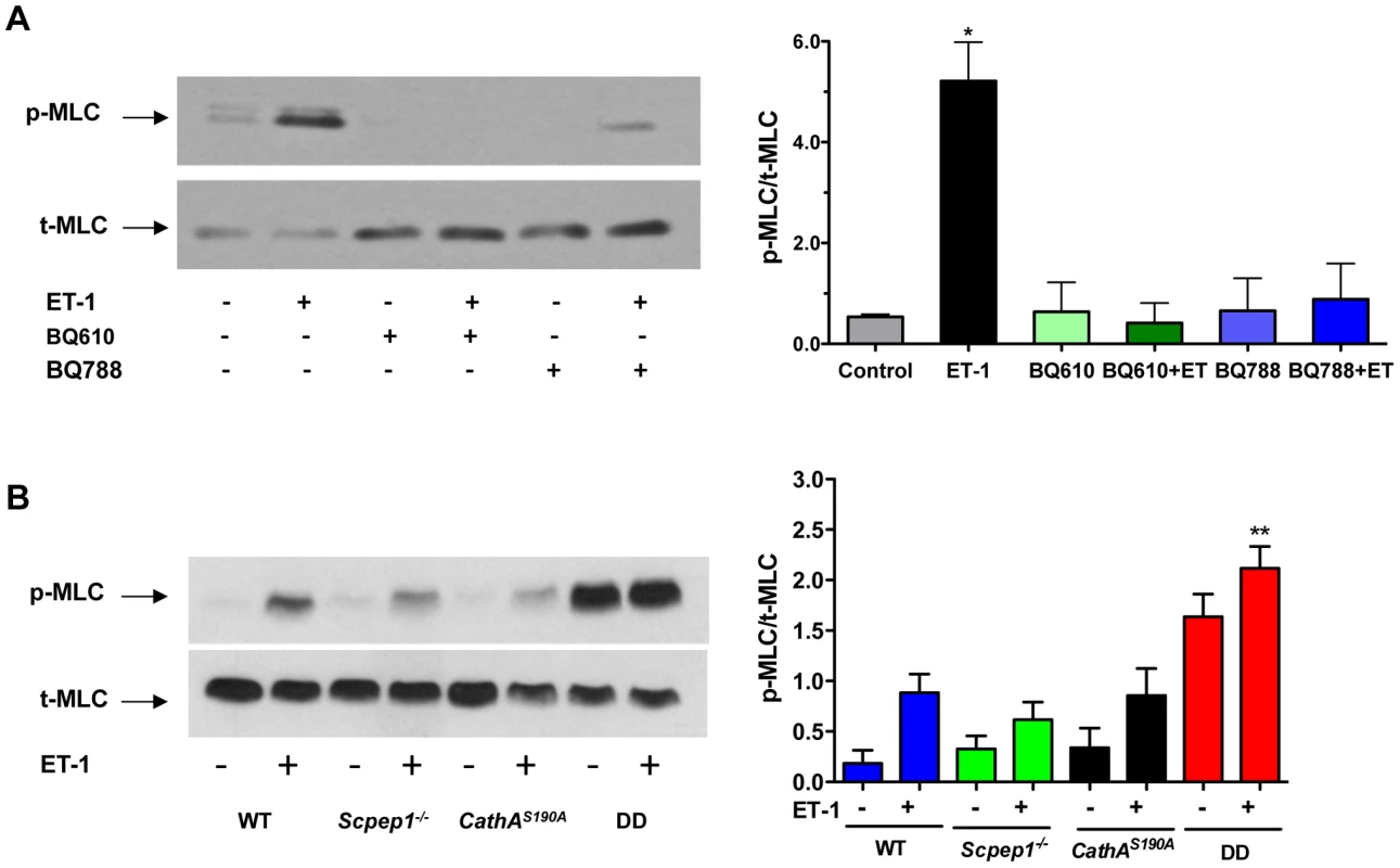 Cultured AVSMC from mice with combined CathA/Scpep1 deficiency show increased reactivity to ET-1.
