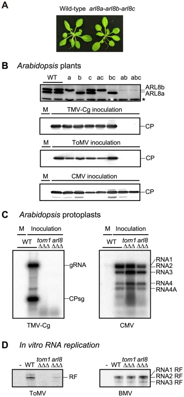Effects of single and multiple mutations in <i>A. thaliana ARL8</i> family members on virus multiplication.
