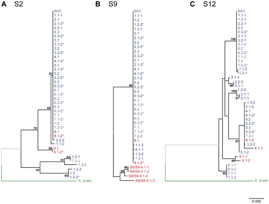 Phylogenetic trees for segments comprising unique sequences in the genomic <i>HMA4</i> region of <i>A. halleri</i>.