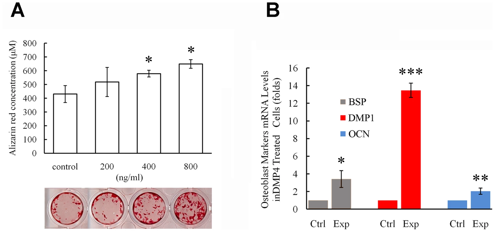 Recombinant FAM20C promotes the differentiation of MC3T3-E1 cells.