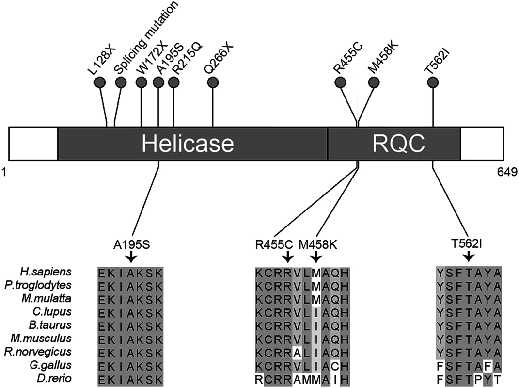 Schematic representation of <i>RECQL</i> pathogenic mutations.
