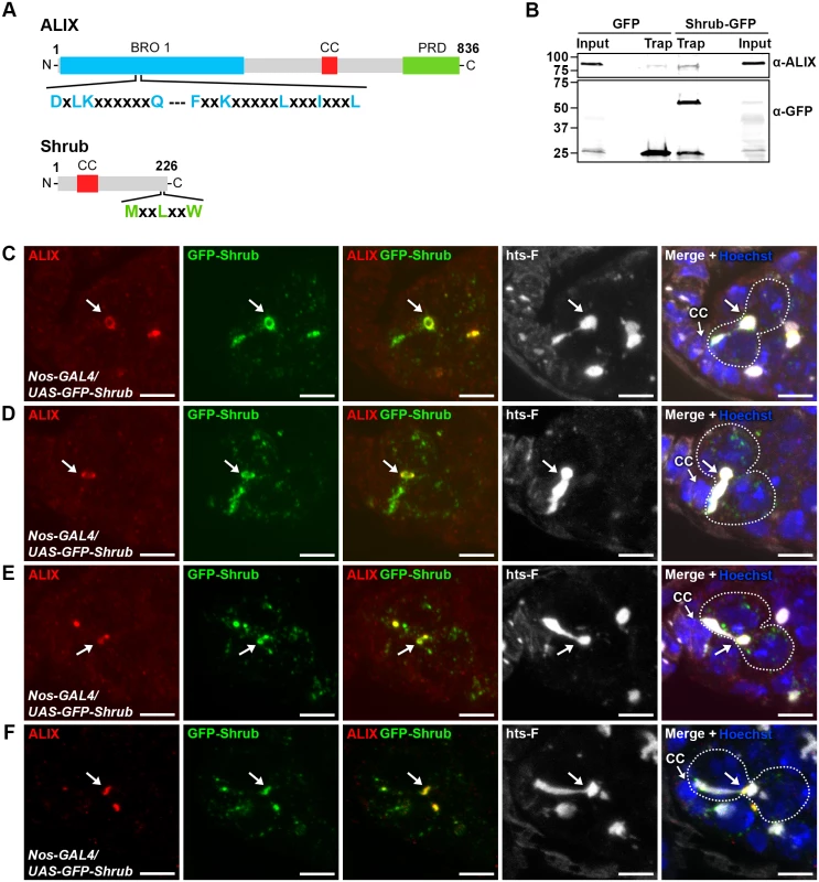 ALIX co-localizes with Shrub during cytokinesis in <i>Drosophila</i> female germline stem cells.