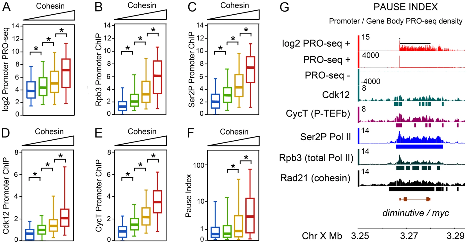 Pol II occupancy and promoter-proximal pausing at active genes correlates with cohesin levels in BG3 cells.