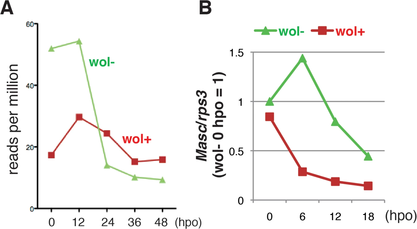 A marked decrease in <i>Masc</i> mRNA was observed in <i>Wolbachia</i>-infected embryonic <i>Ostrinia</i>.