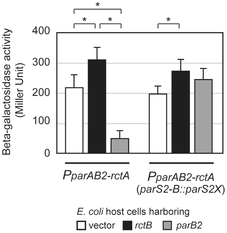 Transcriptional control of <i>parAB2</i> promoter by RctB and ParB2.