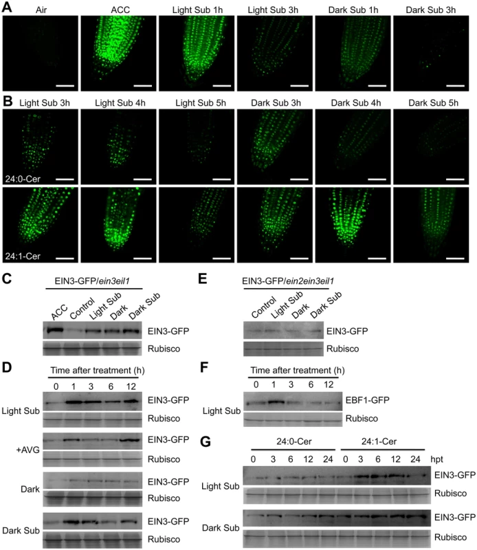 Stabilization of EIN3-GFP protein by ceramides and hypoxia.