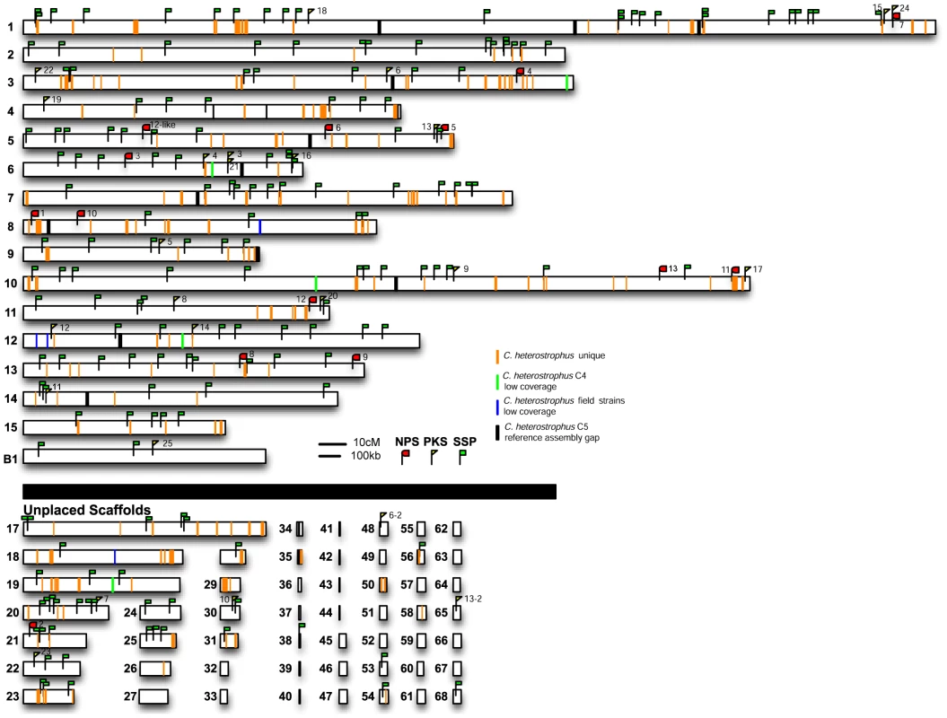 <i>C. heterostrophus</i> unique regions, secondary metabolite genes, and small secreted protein encoding genes are distributed throughout the genome.