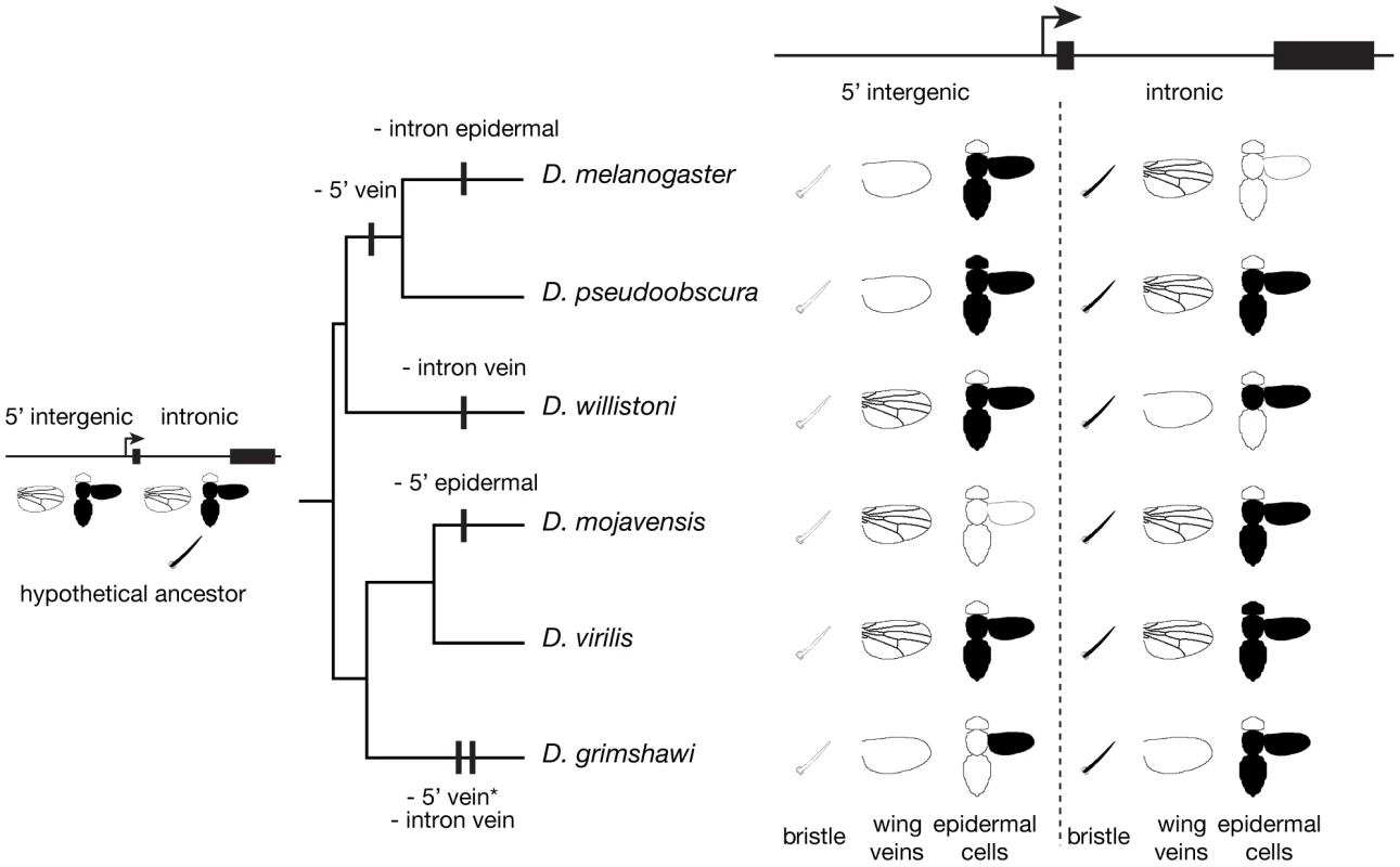 Dynamic <i>yellow cis</i>-regulatory architecture among Drosophila species.