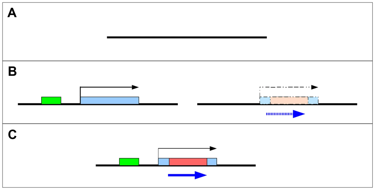 Two models for the origin of <i>de novo</i> genes.