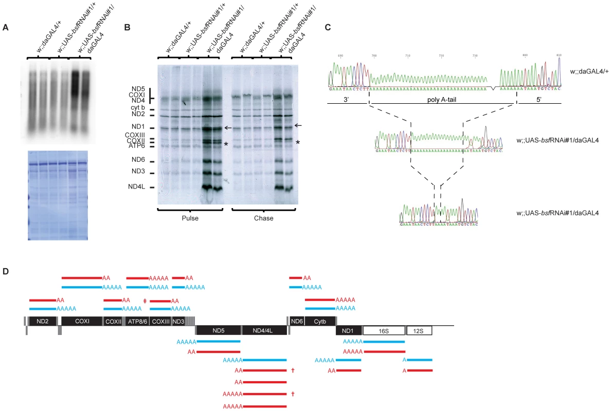 De novo mitochondrial transcription, de novo mitochondrial translation in bsf KD larvae, and polyadenylation profiles.