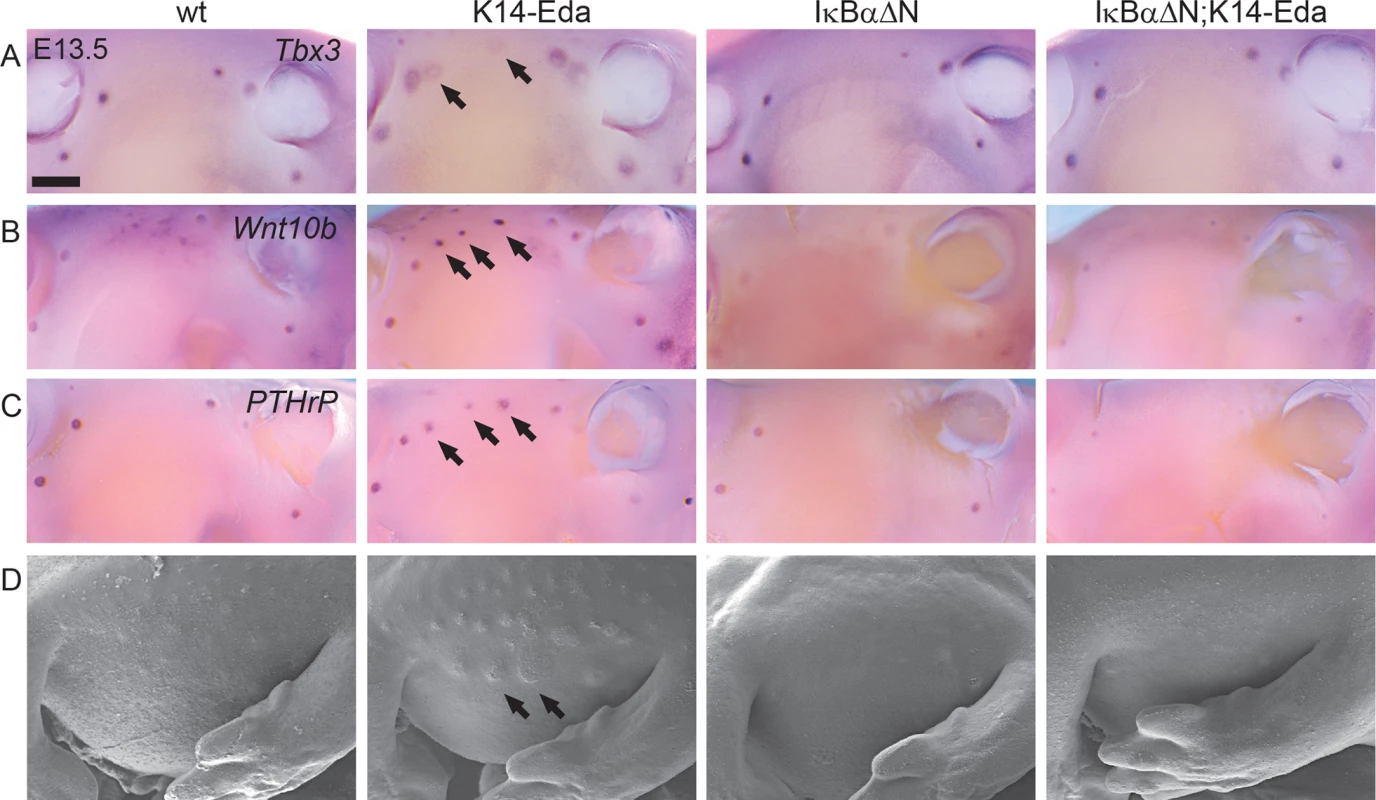 NF-κB is required for the formation of Eda induced supernumerary mammary placodes.