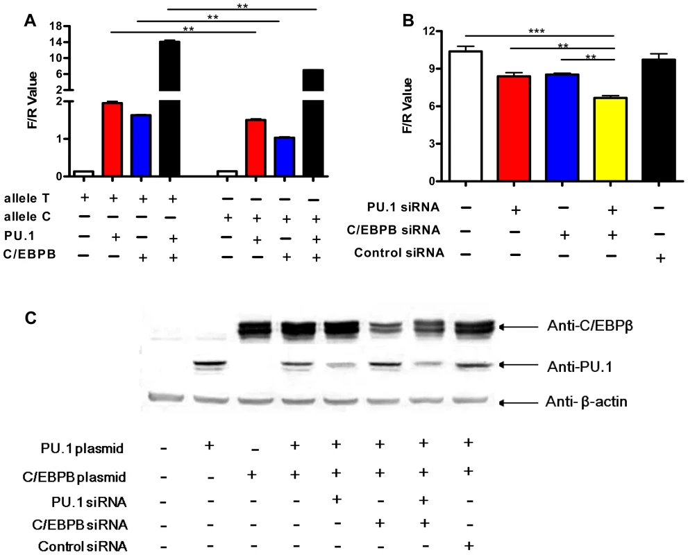 Allele-specific effects of rs1143627 are mediated through PU.1 and C/EBPβ.