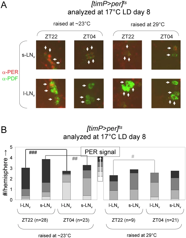 Developmental over-expression of <i>per</i> affects molecular rhythms in adult clock neurons.