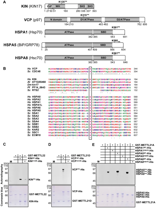 KIN, VCP, and a number of hsp70 isoforms are each trimethylated on lysine residues by specific methyltransferases within this family.