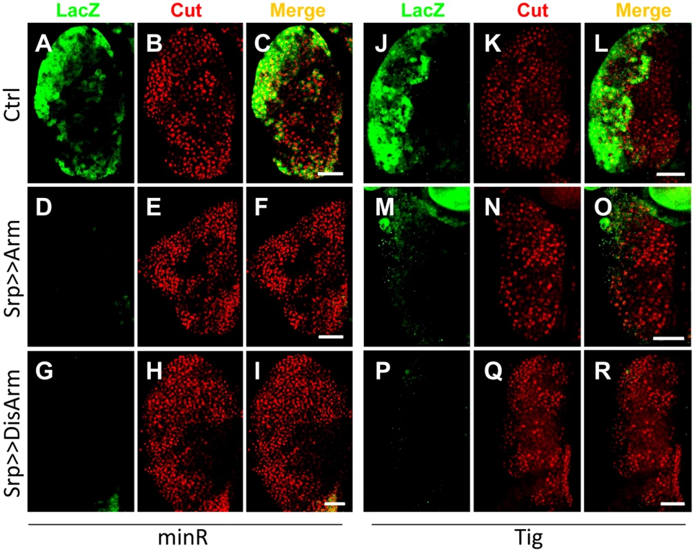 The <i>Tig</i> and minR reporters are repressed by Wnt signaling in the larval LG.