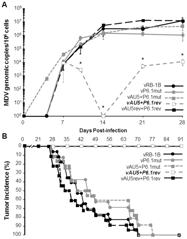 Secondary mutation of the vTR-TERT interaction domain, P6.1, rescues MDV replication and lymphomagenesis.