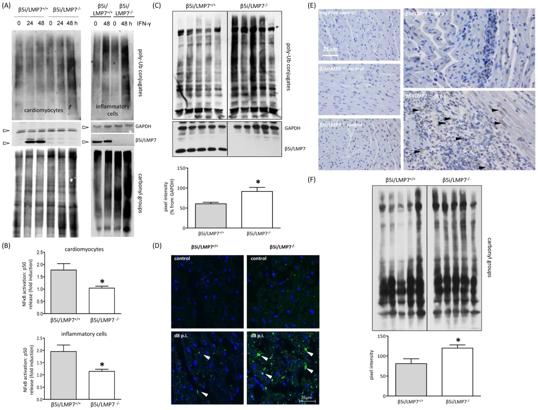 Accumulation of poly-ub protein conjugates in IP-deficient mice.