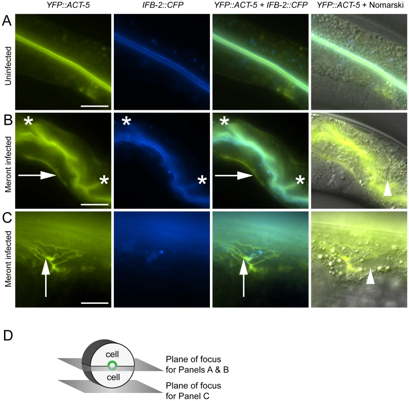Host intestinal actin relocalizes basolaterally during <i>N. parisii</i> meront development.
