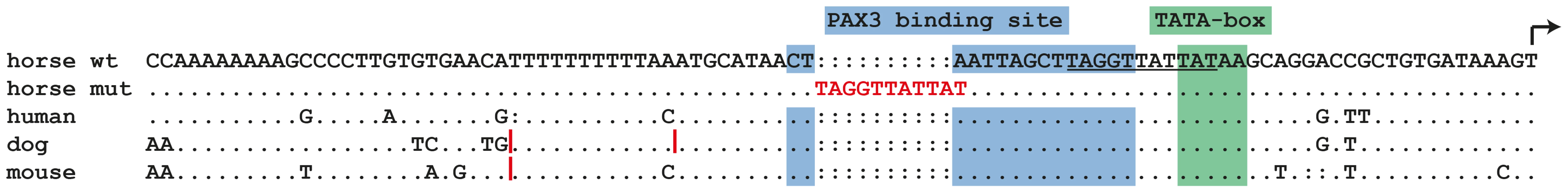 Proximal melanocyte-specific promoter of the <i>MITF</i> gene.