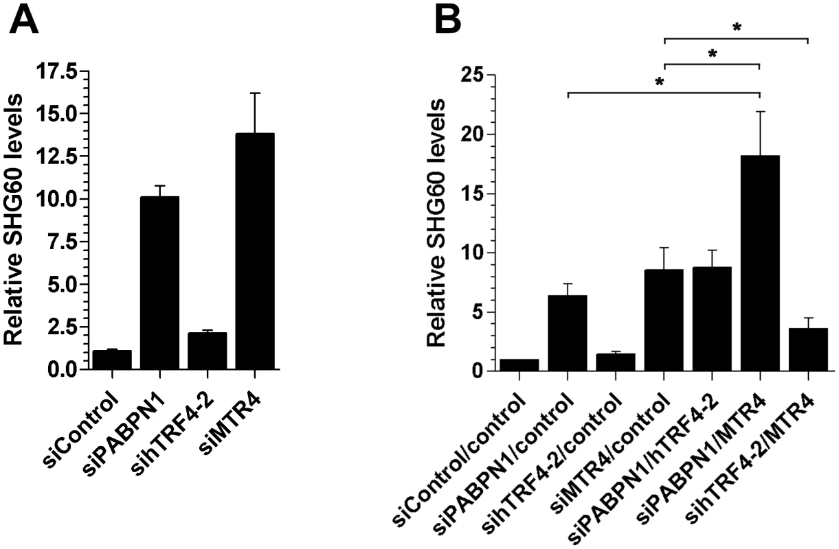 Efficient turnover of a PABPN1–sensitive lncRNA does not require hTRF4-dependent polyadenylation.