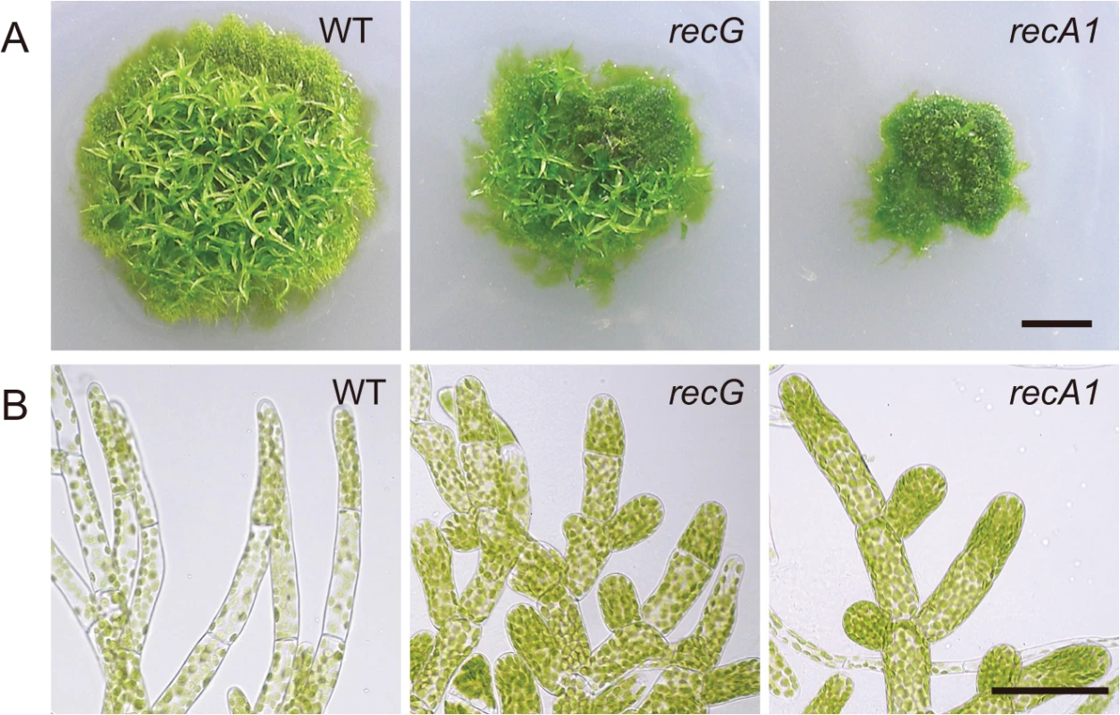 Cell growth and morphology of <i>RECG</i> KO plants.
