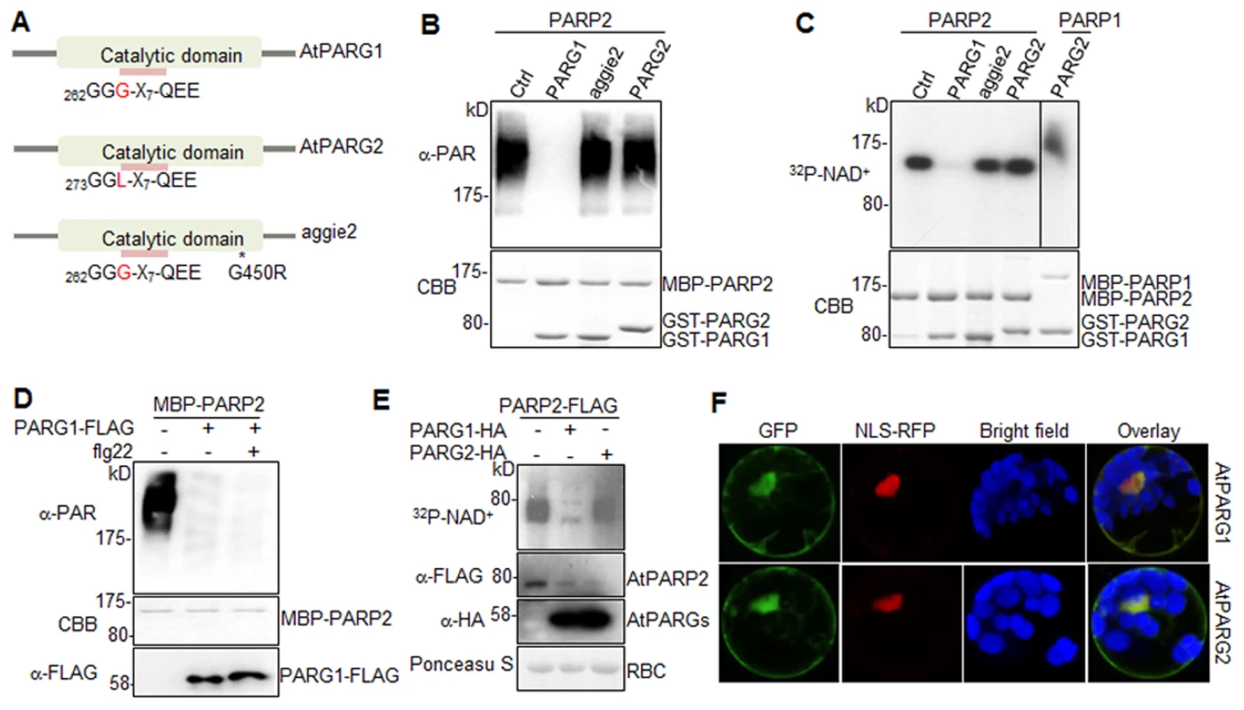 AtPARG1, but not aggie2 or AtPARG2, has poly(ADP-ribose) glycohydrolase activity.
