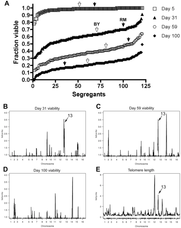 Genomic linkage of chronological lifespan in <i>S. cerevisiae</i> segregants.