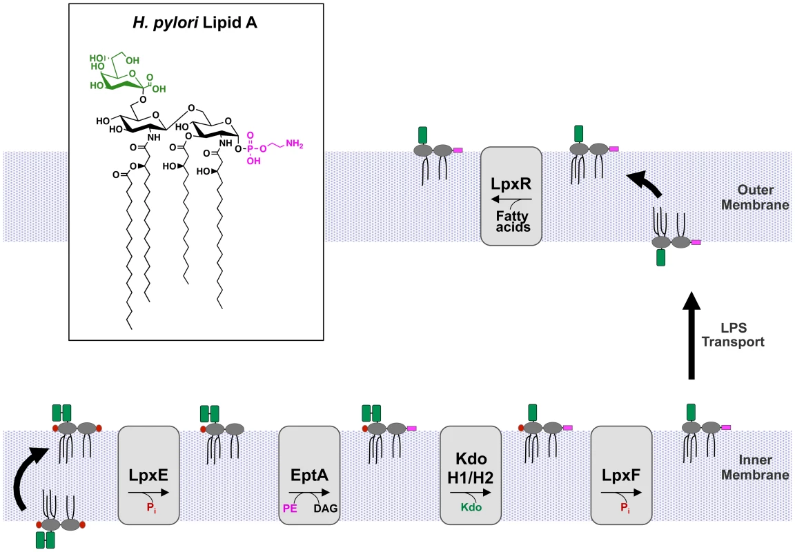 Modification pathway of <i>H. pylori</i> Kdo-lipid A.